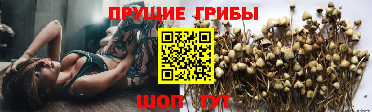 Галлюциногенные грибы Psilocybine cubensis  Галлюциногенные грибы MAGIC MUSHROOMS  Вход с VPN  Вольск 